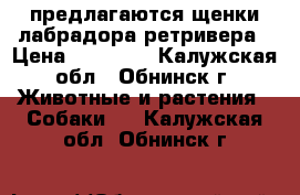   предлагаются щенки лабрадора-ретривера › Цена ­ 15 000 - Калужская обл., Обнинск г. Животные и растения » Собаки   . Калужская обл.,Обнинск г.